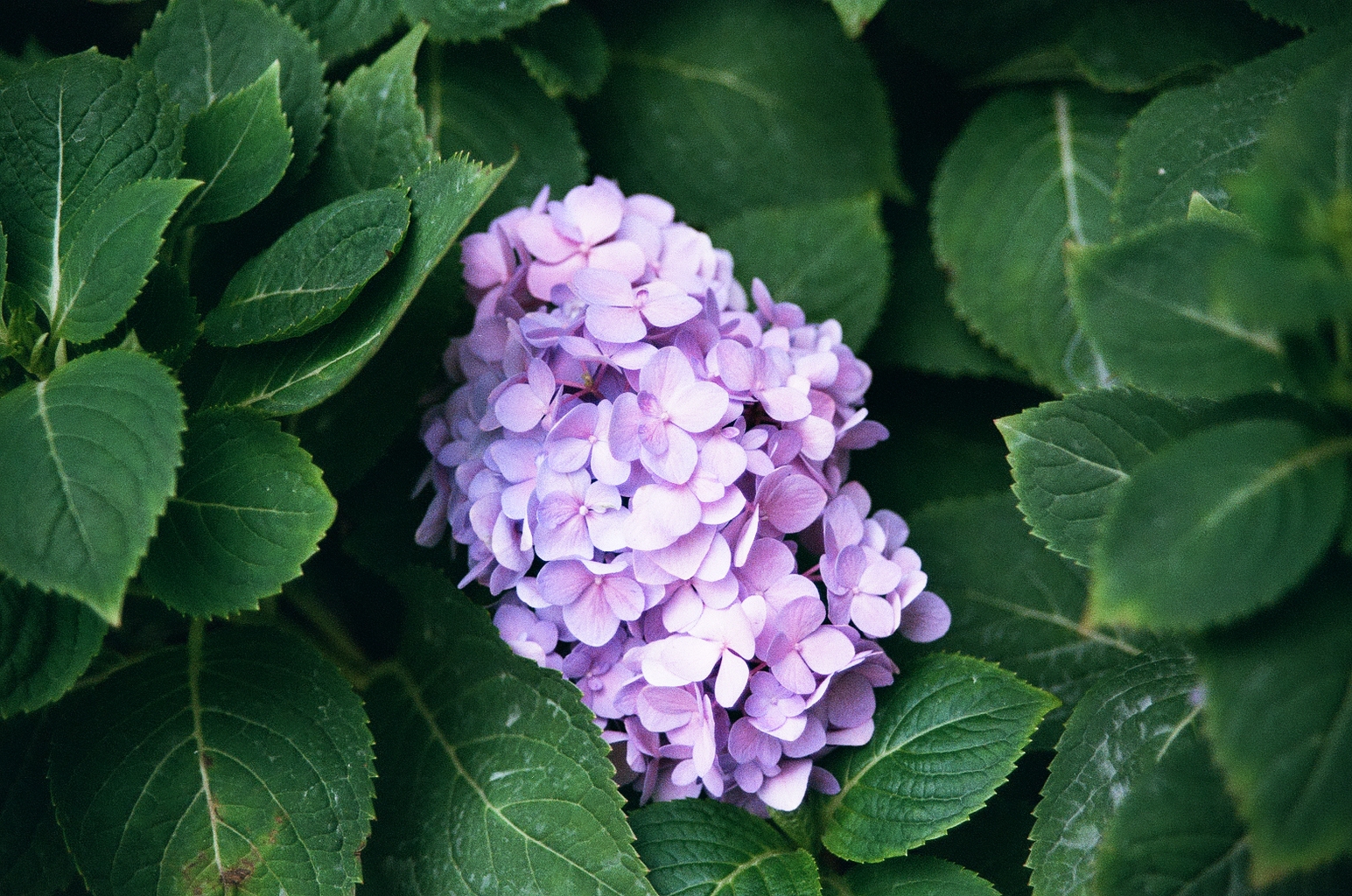 Closeup of a head of hydrangea flowers, nestled against its leaves