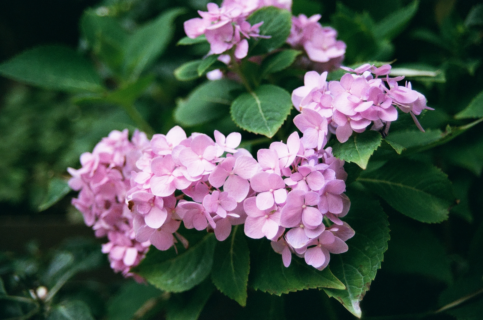 Closeup of pink hydrangea flowers against its leaves