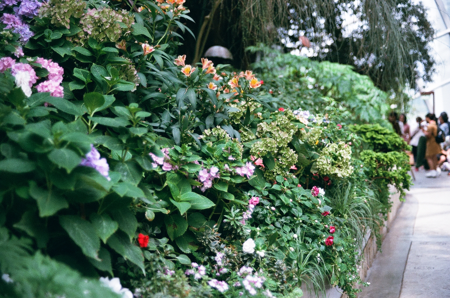 Photo of various large flowering bushes next to a tiled stone walkway