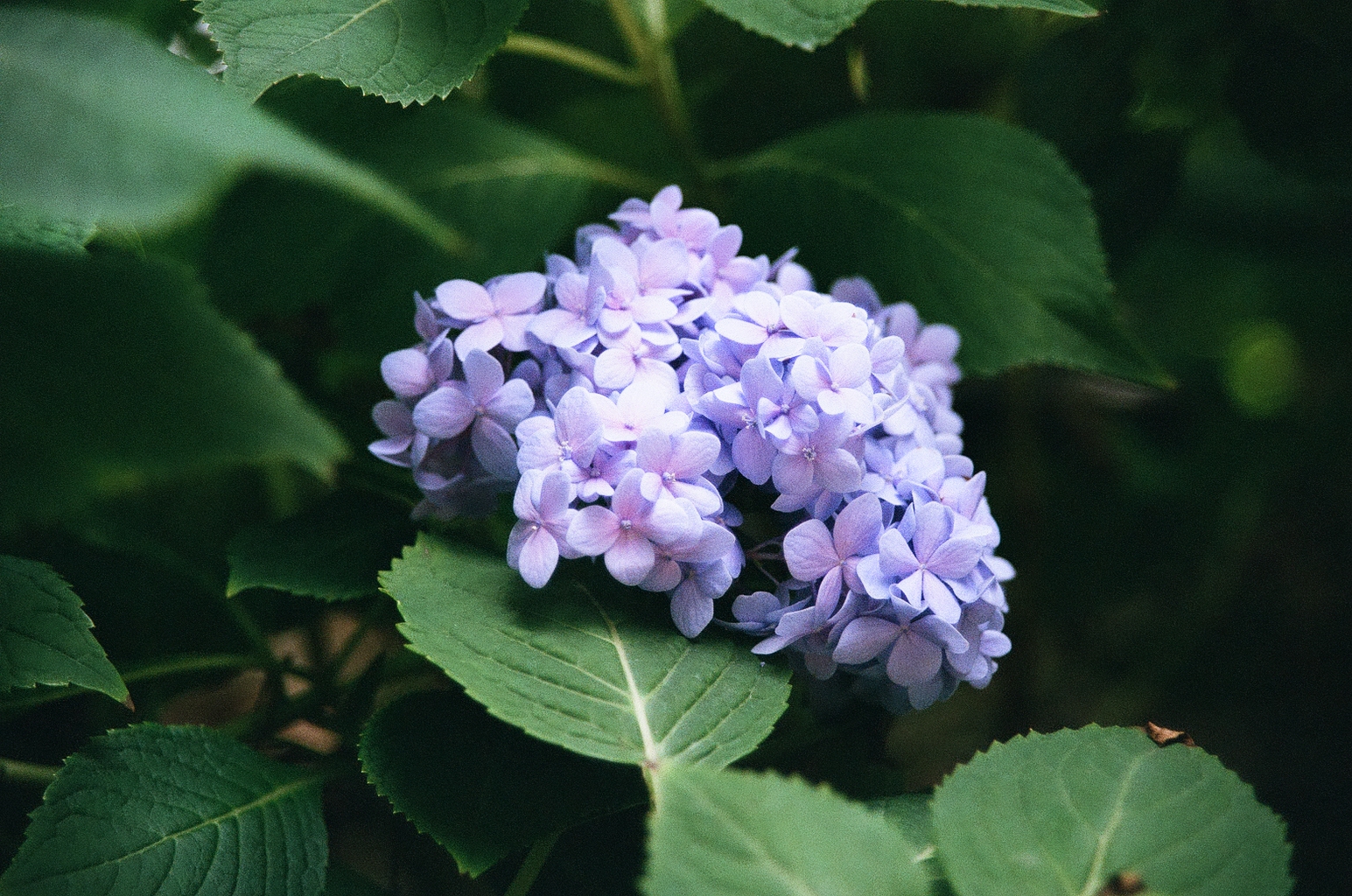 Closeup of a flowering head of hydrangea against its leaves