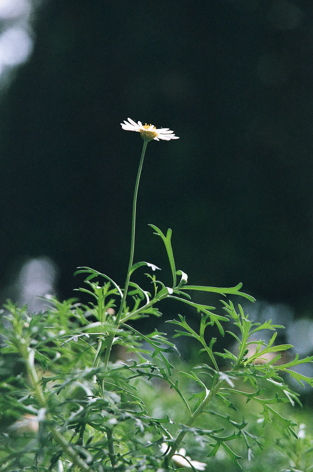 Photo of a single daisy extending above its leaves