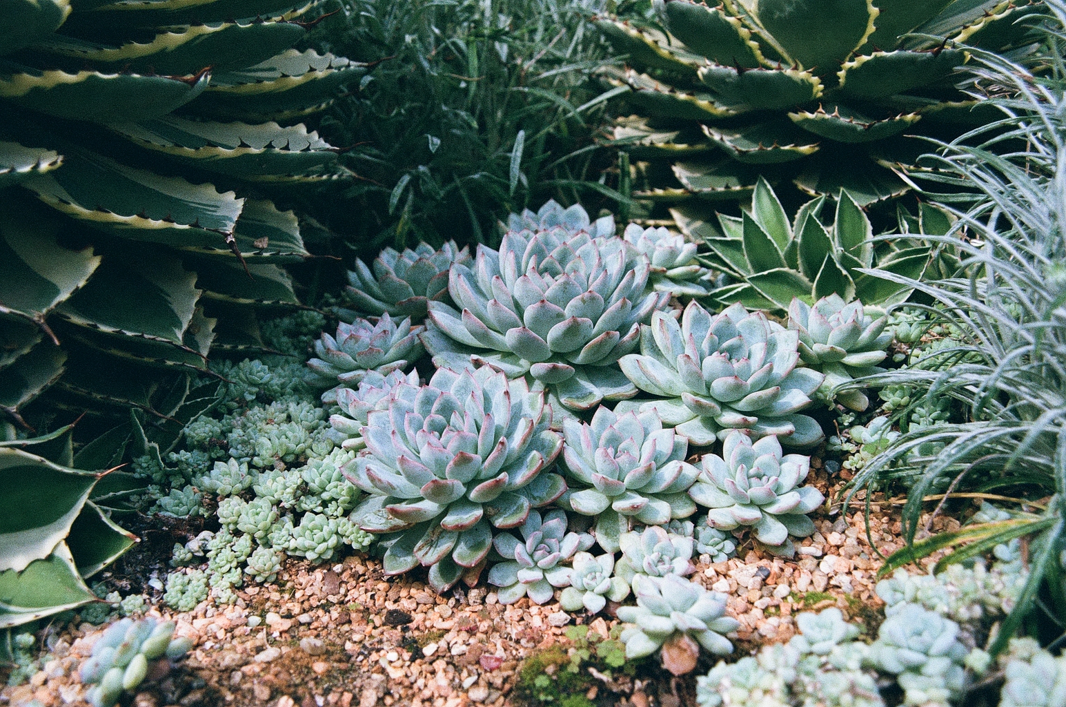 Closeup photo of some cute succulents