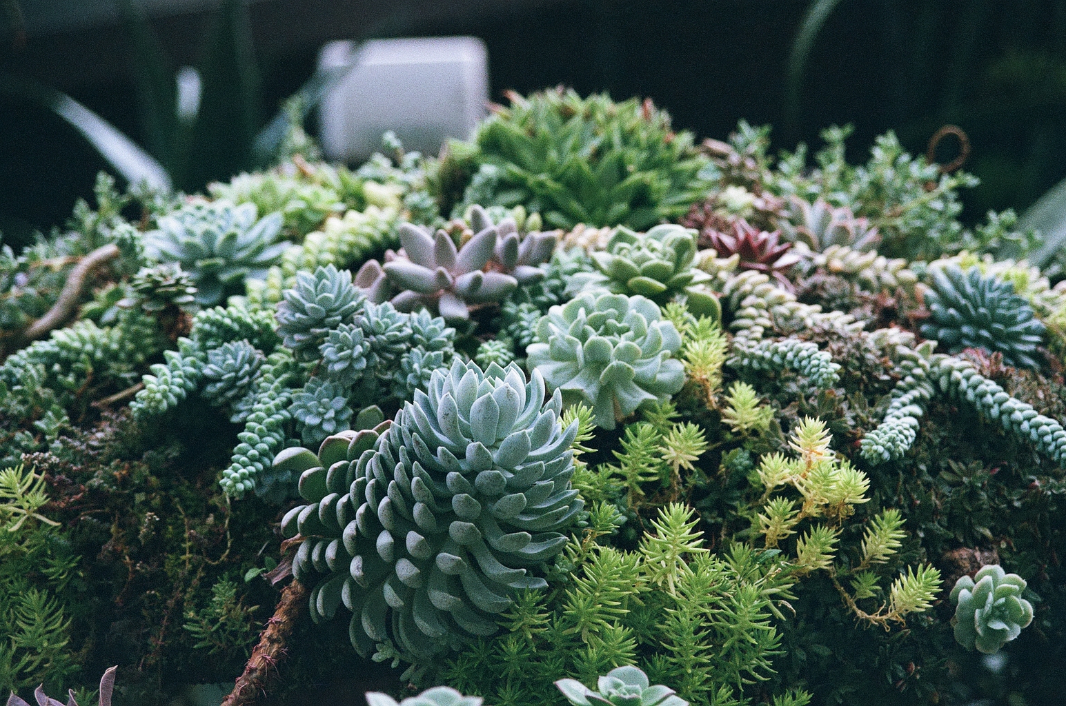 Photo of a display of various types of succulents