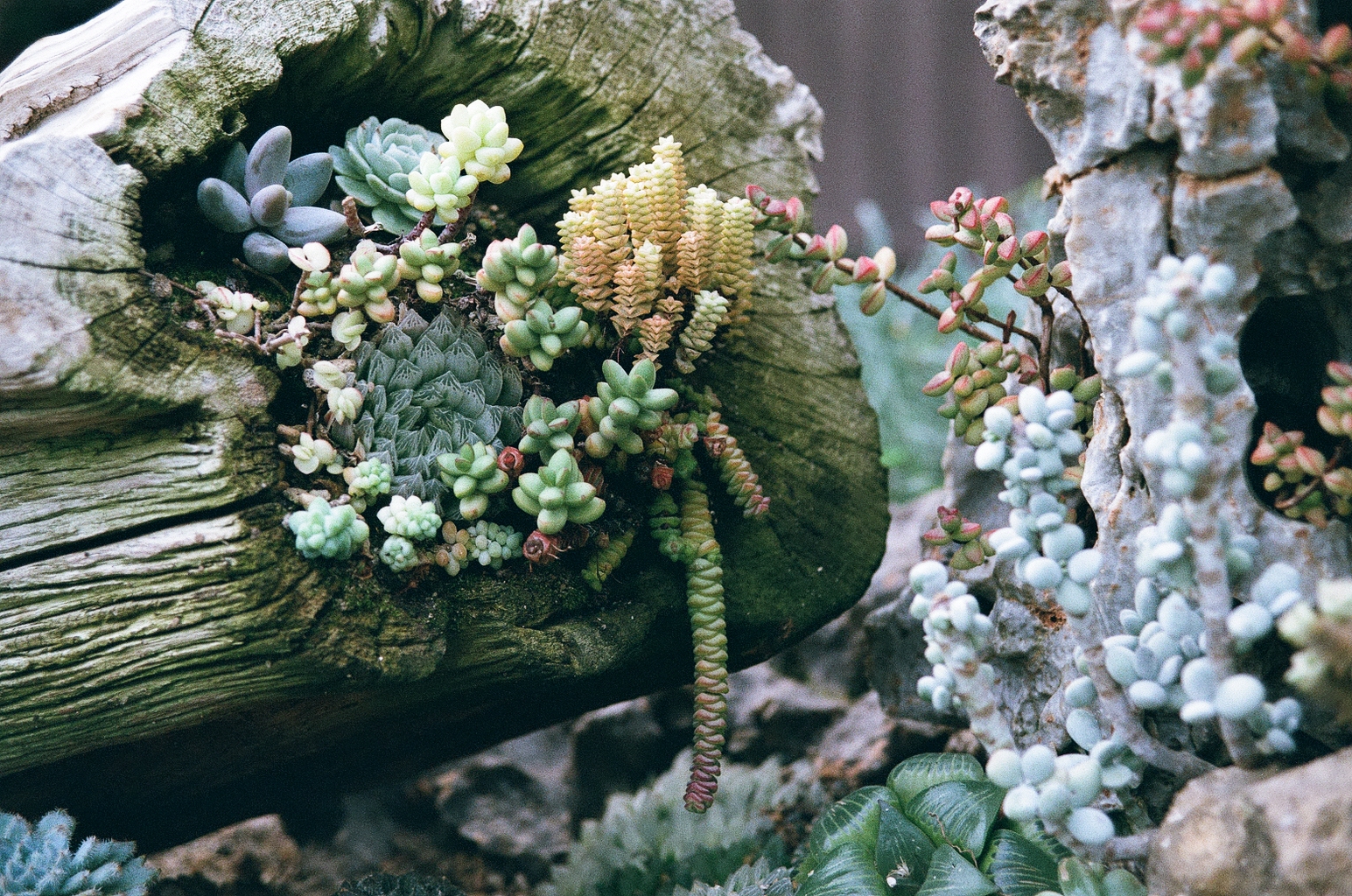 Closeup photo of some succulents grown in a hole in the side of a log