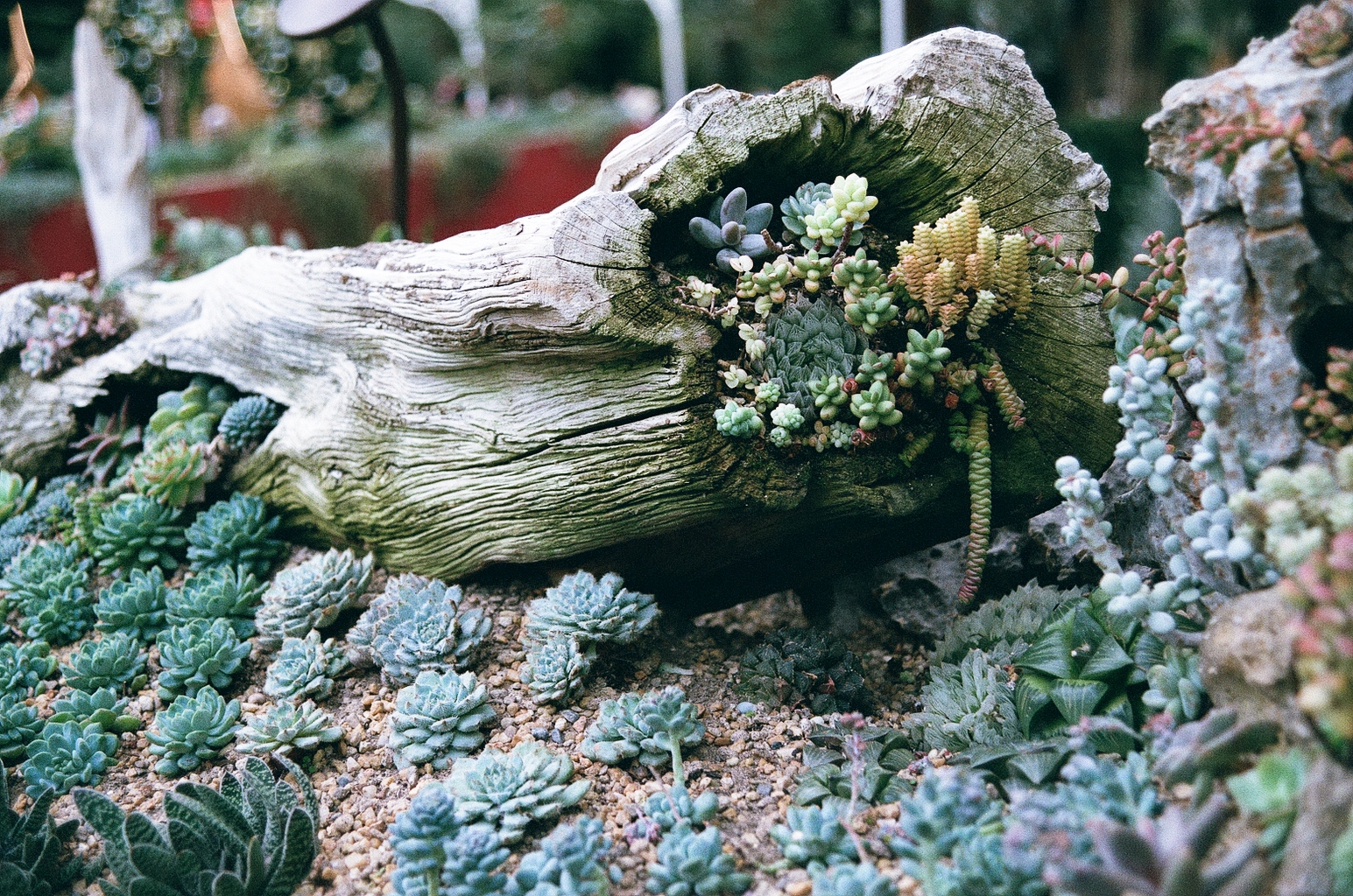 Photo of a log with succulents grown in some holes, surrounded by more succulents planted on the gravel around it