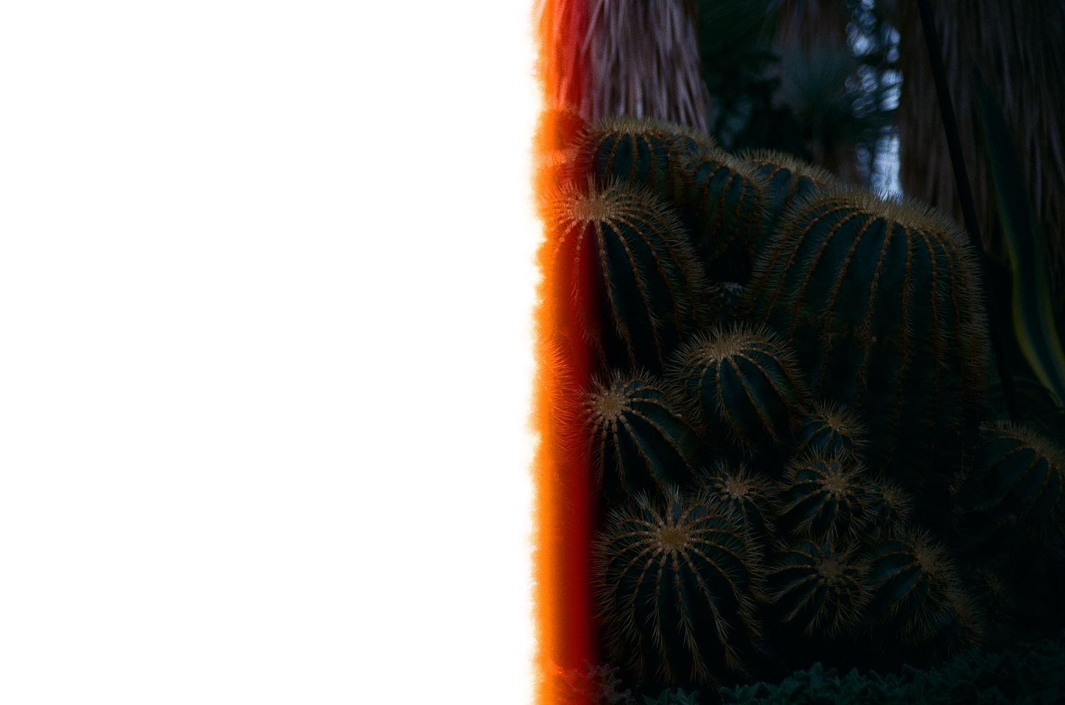 Bad photo of some cacti. The film roll was not wound enough to begin taking photos, so half of the frame is fully exposed and white, while the image part is darkened. The border area has a bright orange halo. Cool glitch.