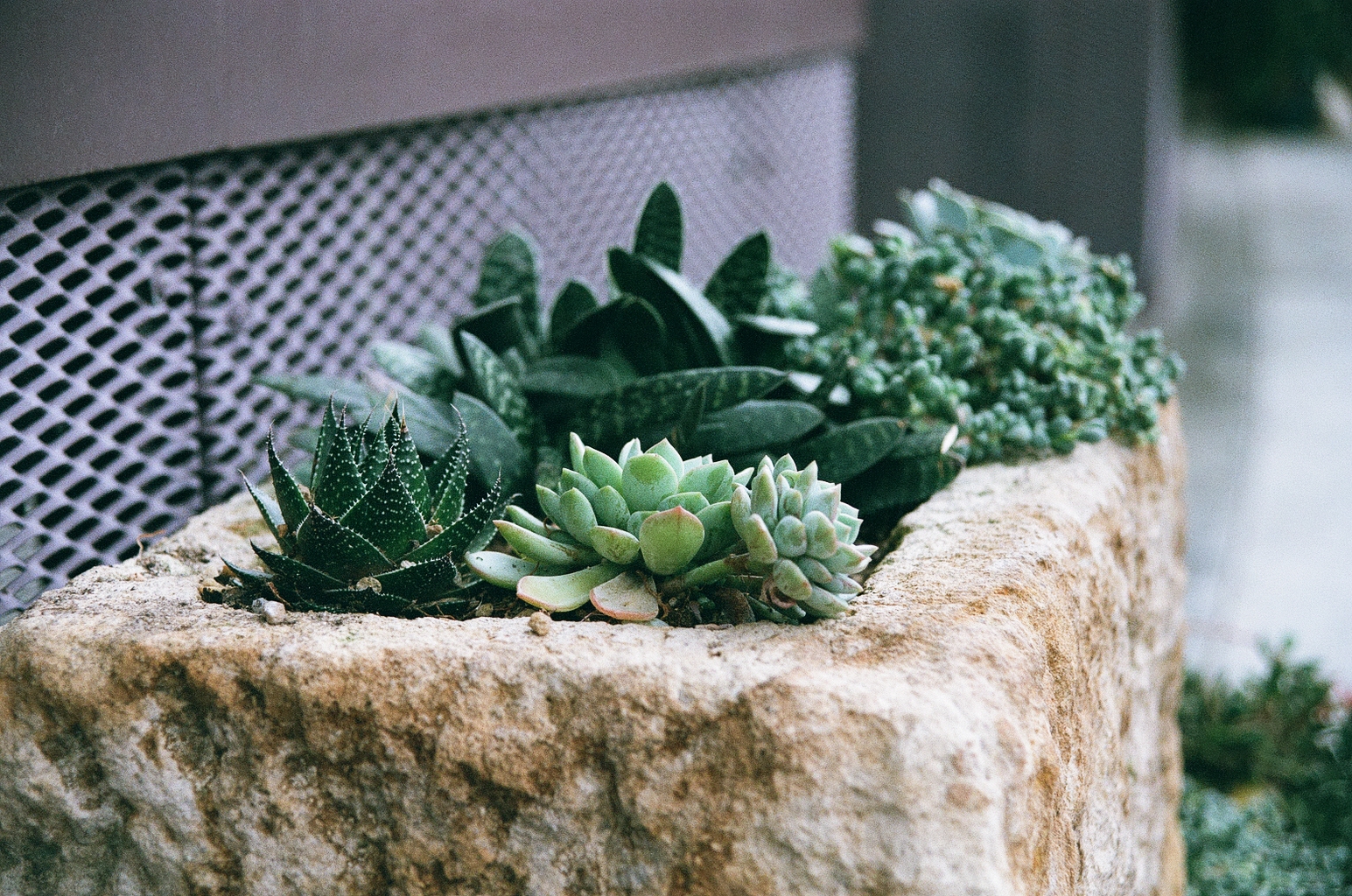 Photo of a planter with various succulents