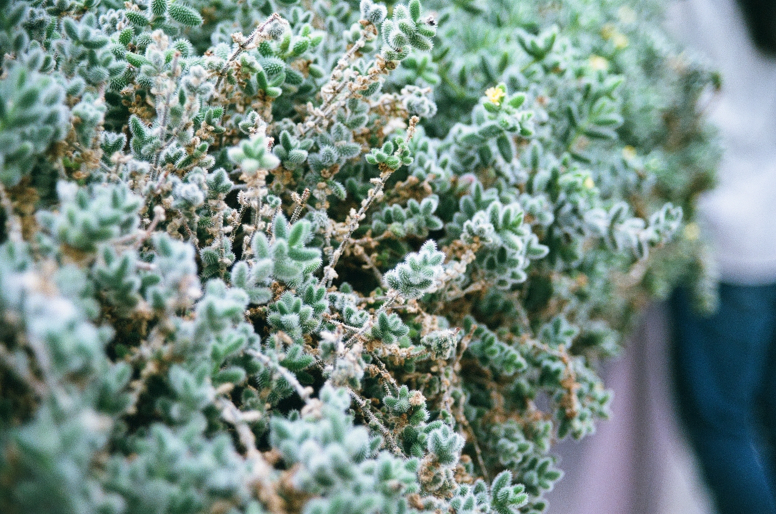 Closeup of some fuzzy-looking succulents