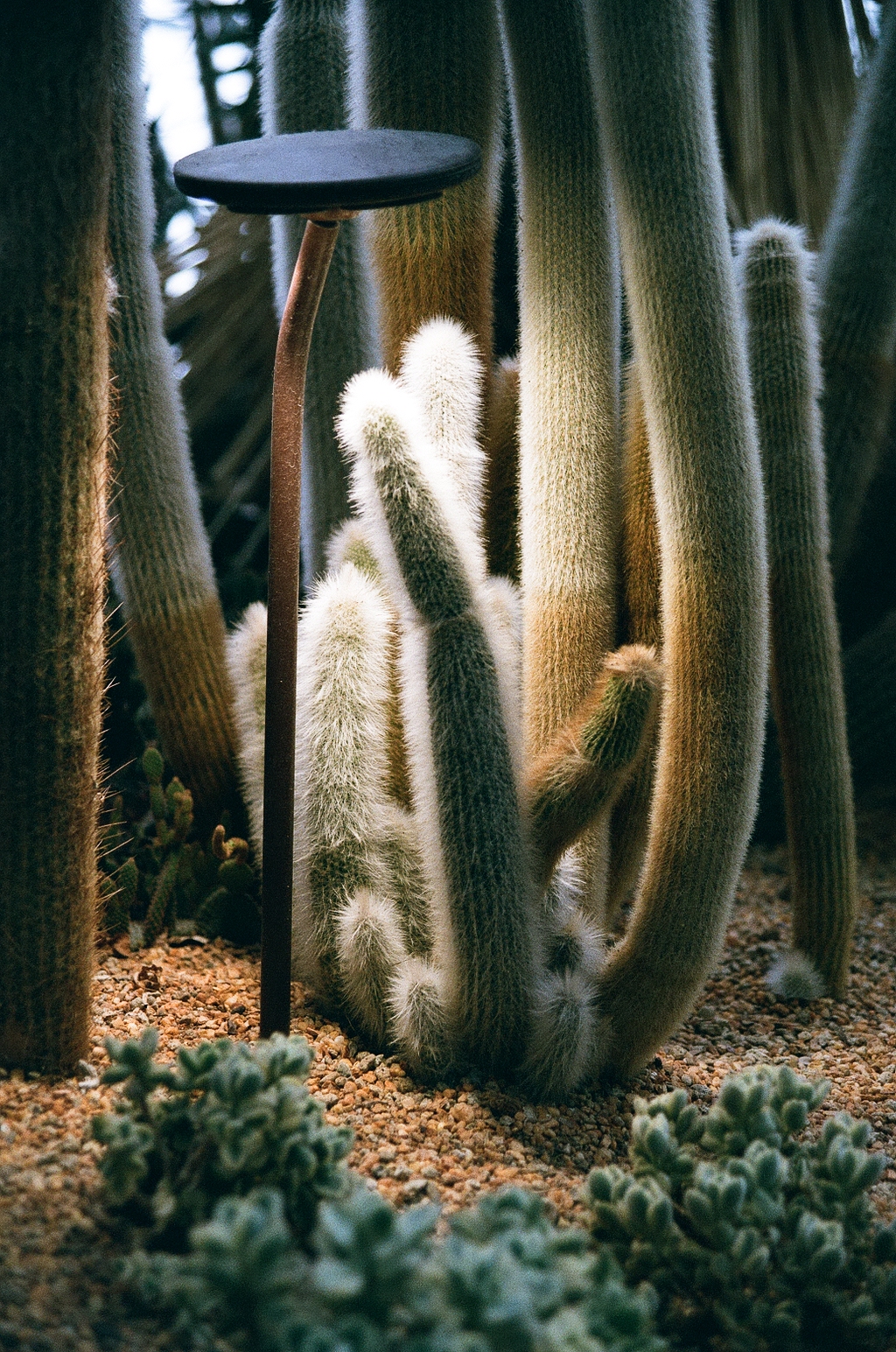 Photo of some long fuzzy cacti under a lamp