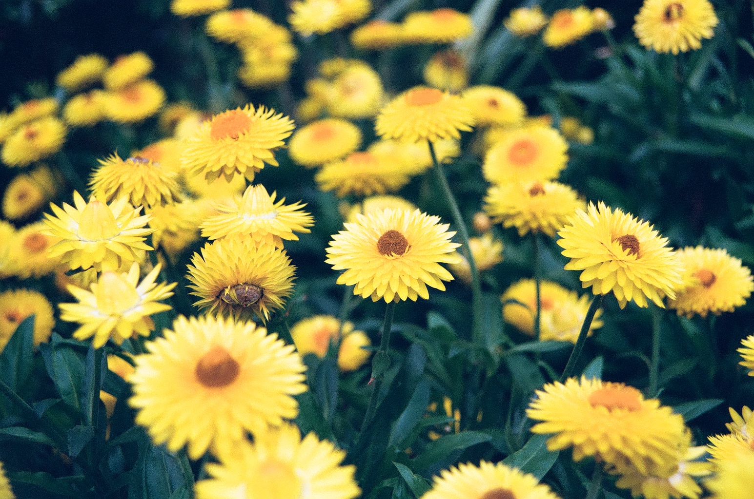 Closeup photo of some yellow flowers, contrasting nicely with their dark green leaves
