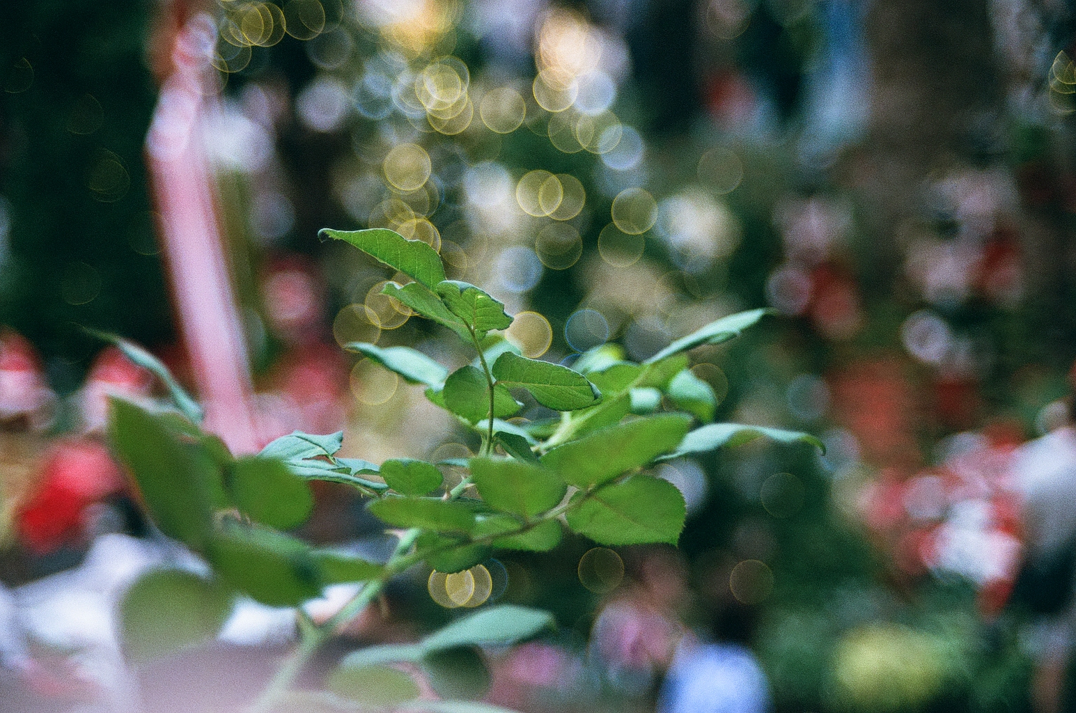 Closeup of some leaves, the background is blurred out and the light shows as sweet sweet bokeh