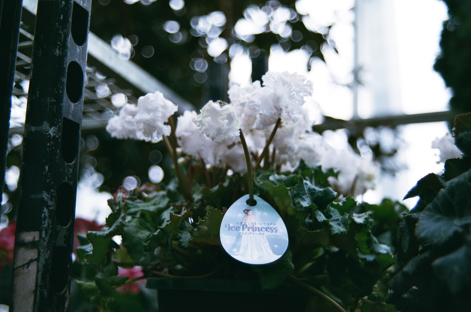 Closeup of some white frilly flowers (cyclamens?) in pots, with a tag that reads "Ice Princess"