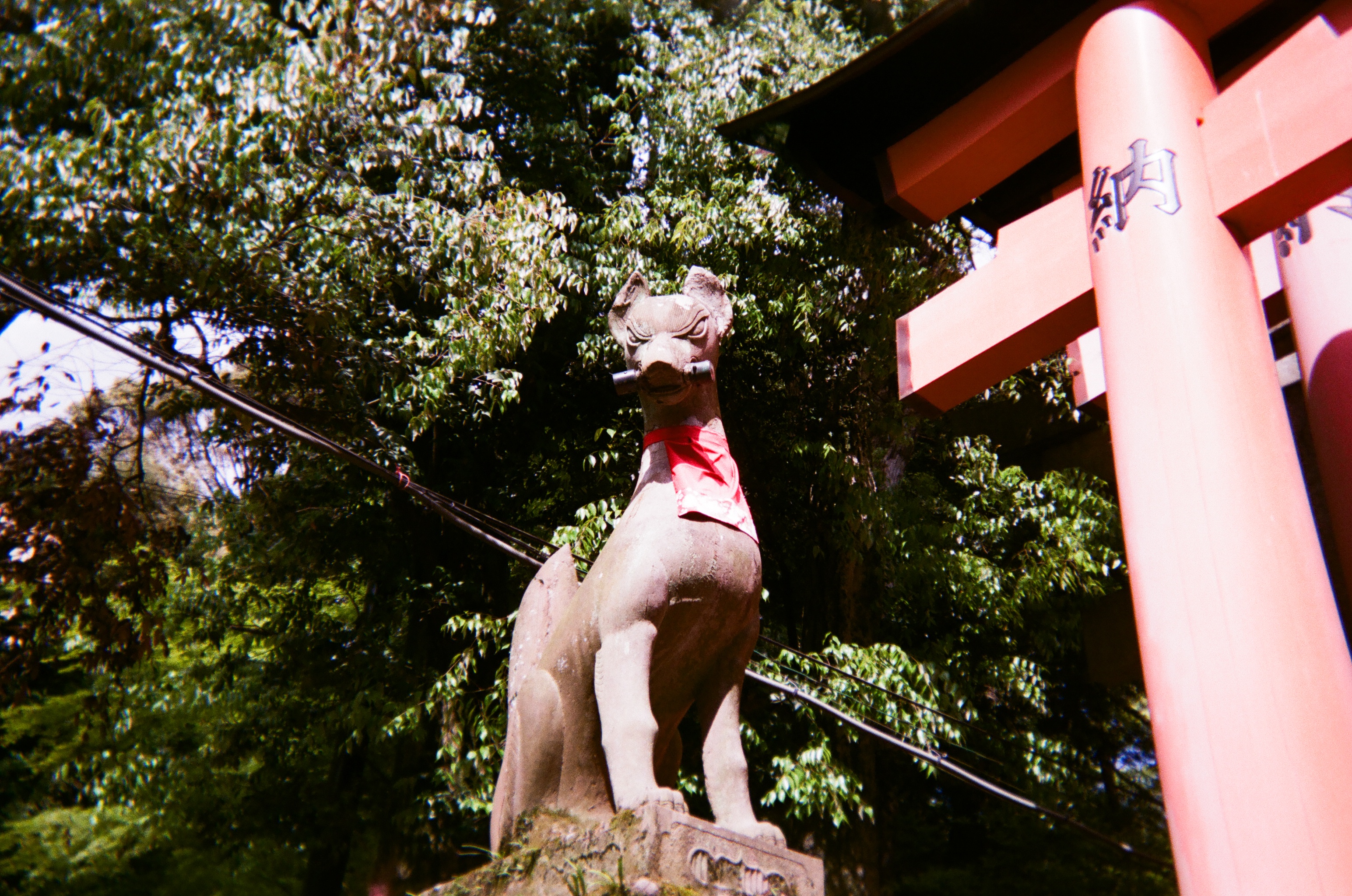 Photo of a fox statue with a red bib next to some torii