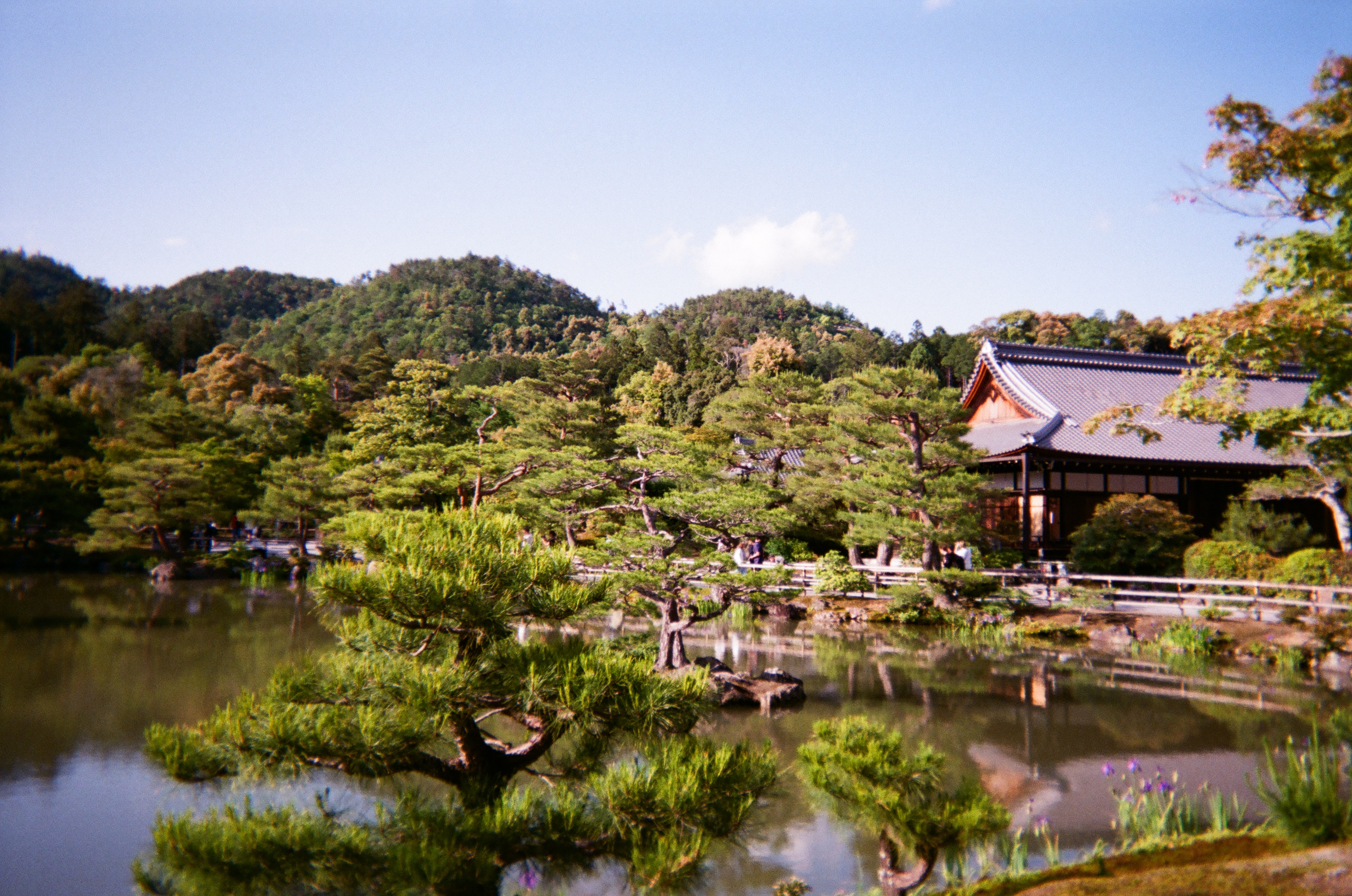 Photo of a corner of the very large pond