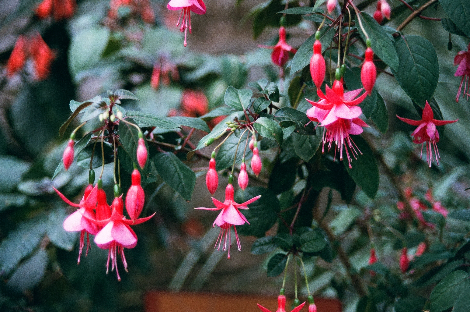 Closeup photo of some pretty hanging pink flowers