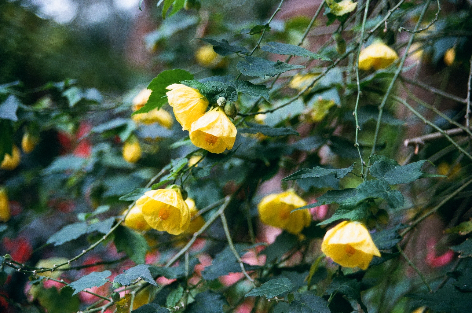 Closeup photo of some yellow bell-like flowers