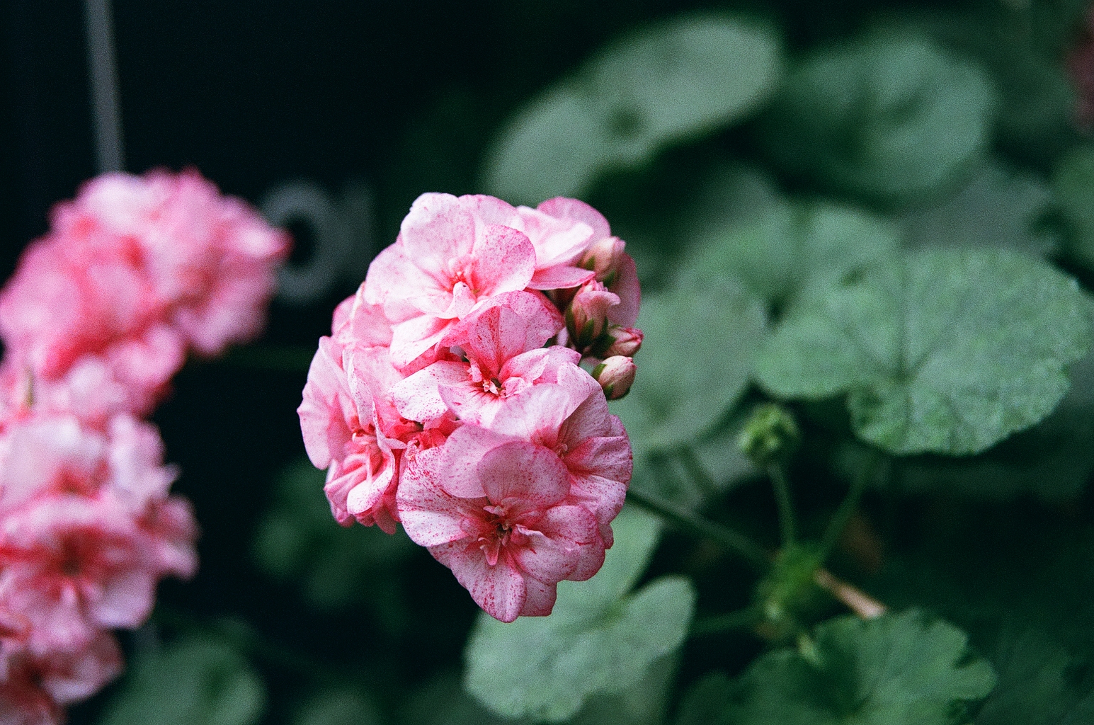 Closeup photo of some pink flowers in a bunch, against some rounded leaves