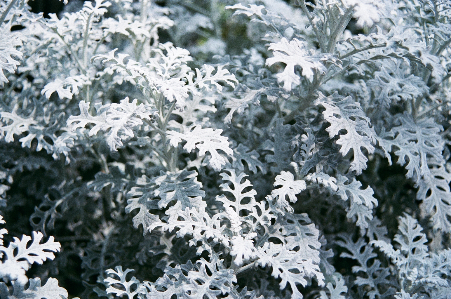 Closeup of some bright white leaves, which are kind of overexposed but cool anyway